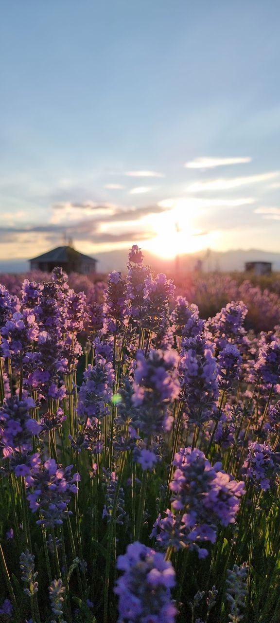 日本語ガイド同行！！キルギスオーガニックスタディーツアー